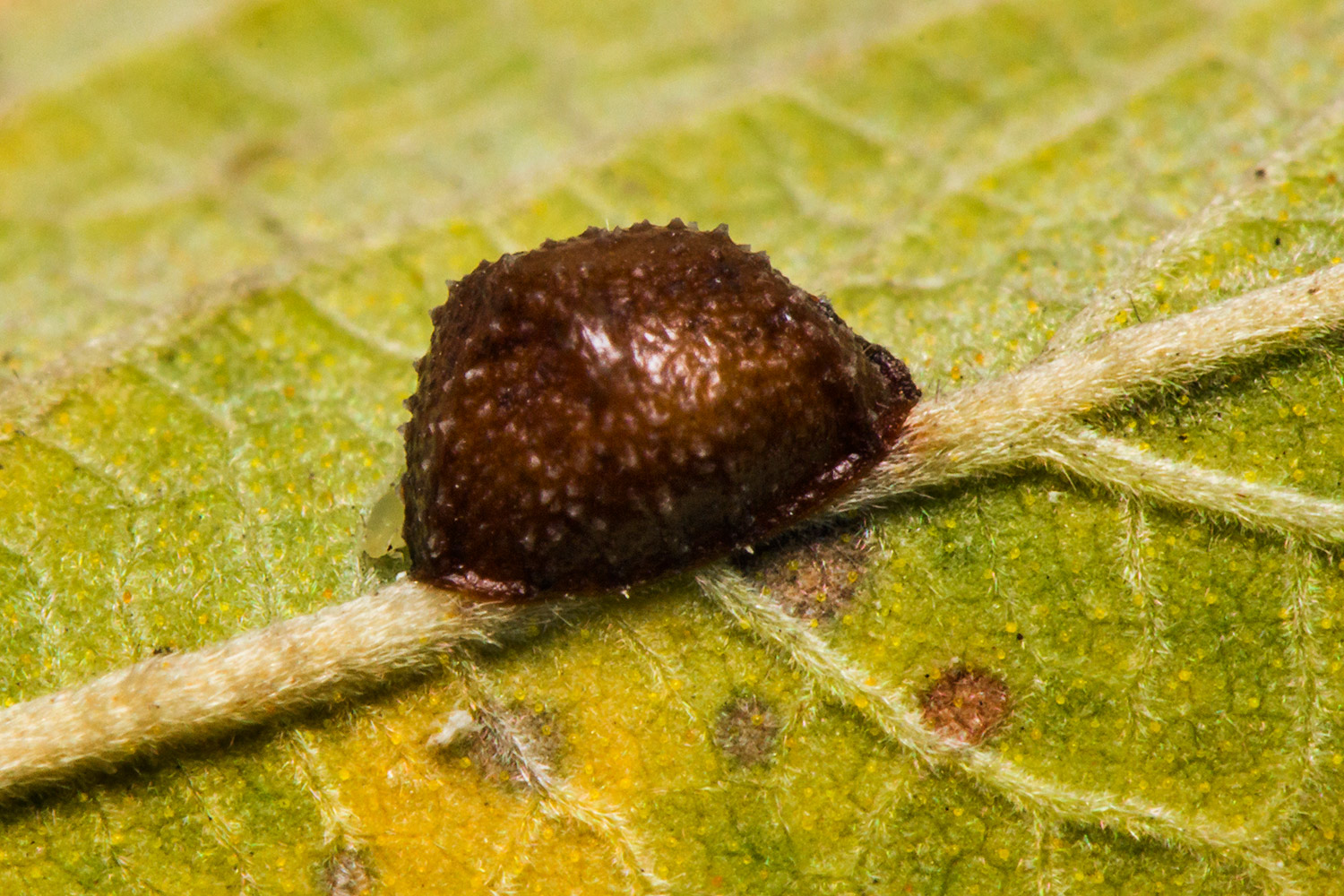 Brown Apricot Scale Barbados